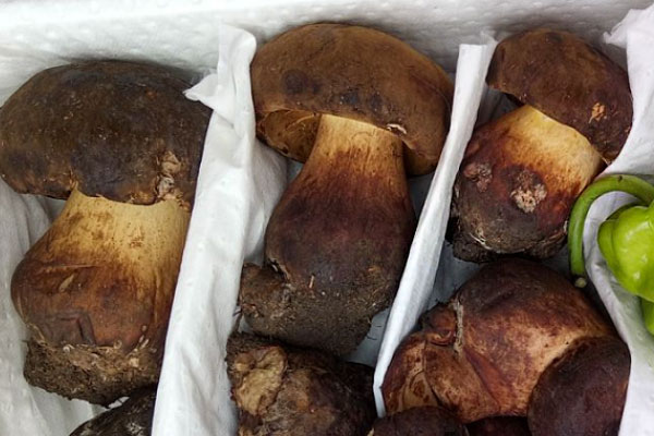 牛肝菌有毒嗎 牛肝菌有毒嗎