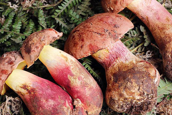 牛肝菌里面有蟲能吃嗎，新鮮牛肝菌不能和什么同吃