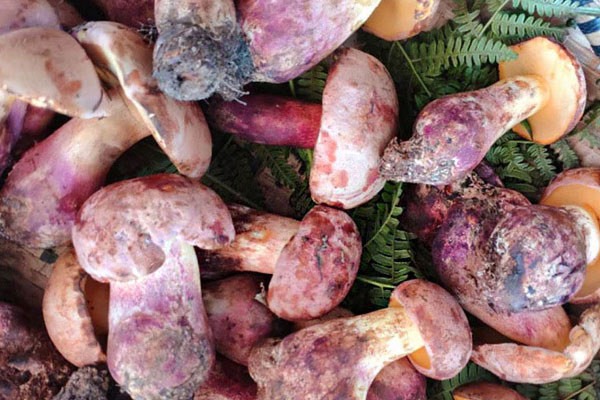 牛肝菌里面有蟲可以吃嗎 牛肝菌里面有蟲可以吃嗎