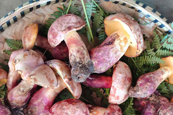 牛肝菌里面的蟲子是什么 牛肝菌里面的蟲子是什么