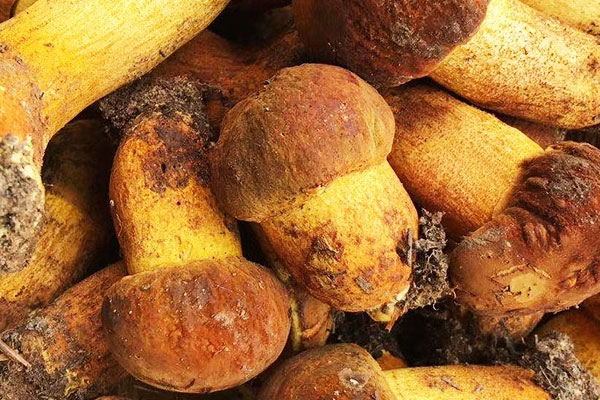 炒熟的牛肝菌隔夜能吃么，吃了不熟的牛肝菌怎么辦