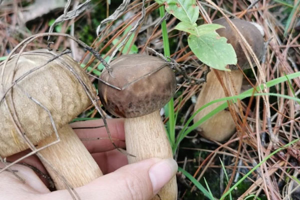 牛肚菌瘦肉湯的做法