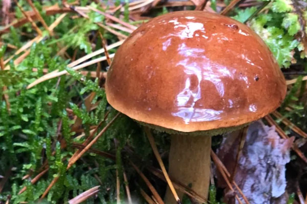 牛肝菌挑大的好還是小的好，新鮮牛肝菌怎么挑選