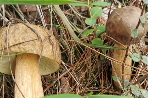 新鮮牛肝菌的挑選方法
