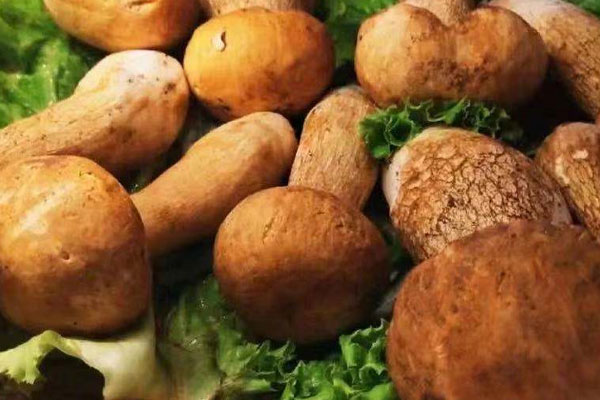 泡過水的新鮮牛肝菌會怎么樣，牛肝菌泡水為什么變綠