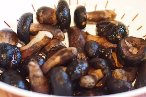 黑牛肝菌切開變綠是正常的嗎，黑牛肝菌為什么變色