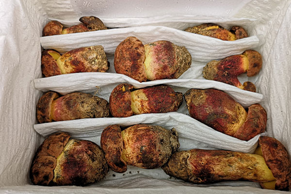 牛肝菌要煮多久才會沒毒，牛肝菌燉什么湯最好喝