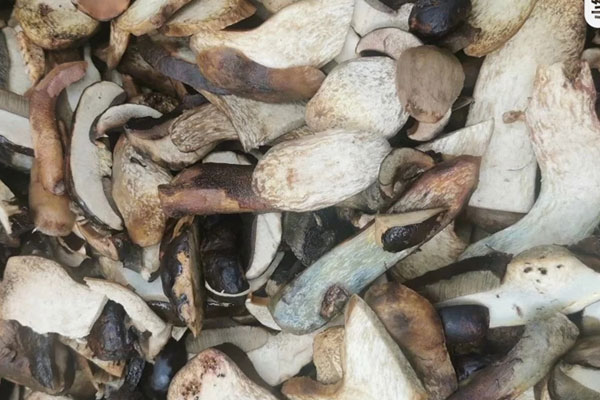 黑牛肝菌洗的水是黑色，牛肝菌的湯是黑色的嗎