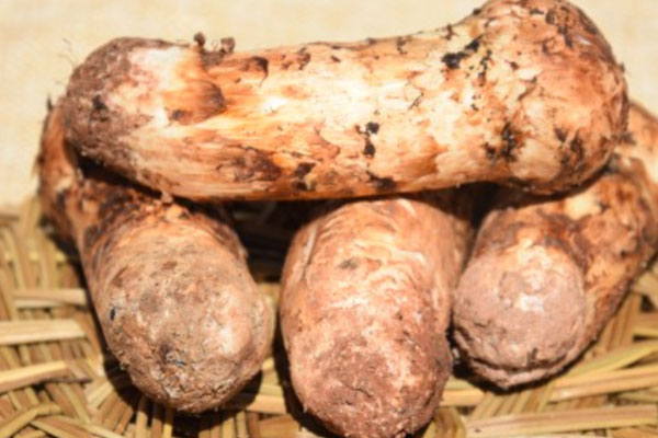 吃松茸會不會影響月經(jīng) 吃松茸會不會影響月經(jīng)