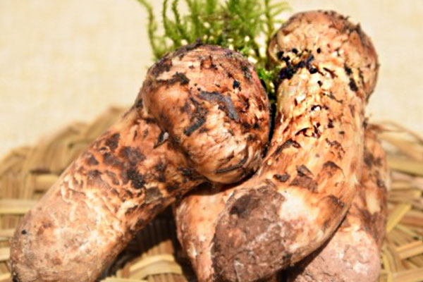 月子期間可以吃松茸嗎，松茸產(chǎn)后吃有什么好處