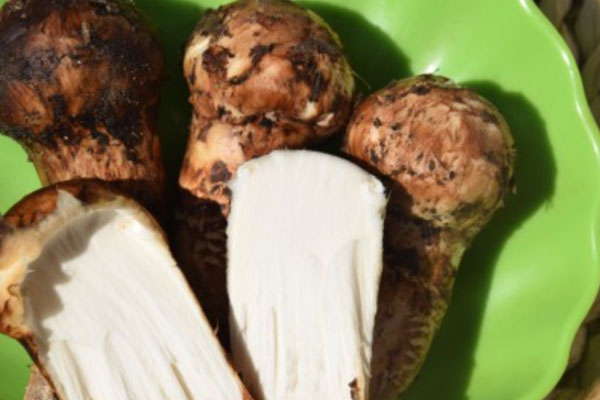 產(chǎn)后吃松茸的好處 產(chǎn)后吃松茸的好處