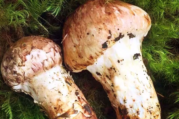 松茸煮水喝的功效作用 松茸煮水喝的功效作用