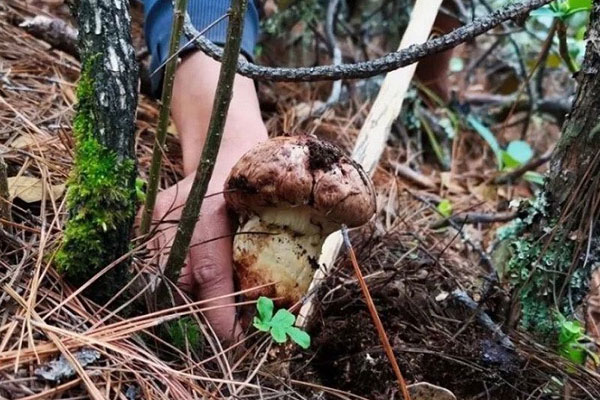 松茸幾月份就沒(méi)有了，松茸幾月份采摘