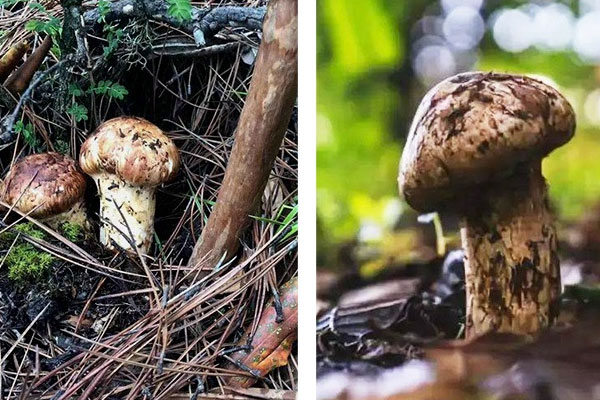 新鮮松茸什么月份采摘 新鮮松茸什么月份采摘