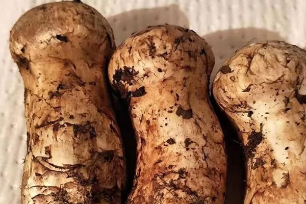 松茸可以調(diào)理腸胃嗎，感冒可以吃松茸嗎