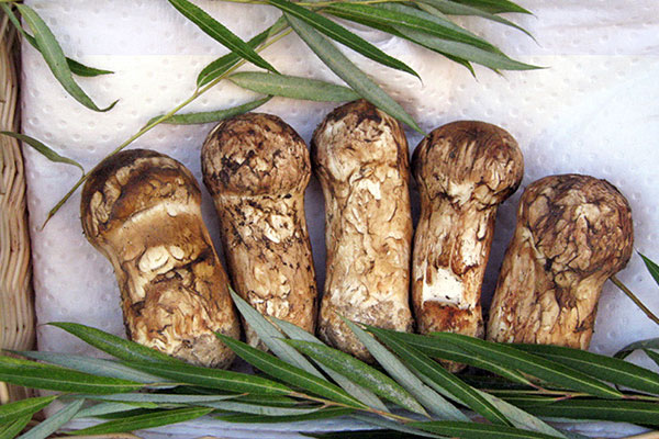 扁桃體發(fā)炎可以吃松茸嗎，支氣管炎可以吃松茸嗎