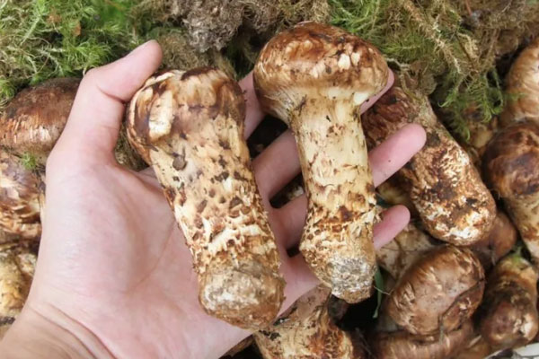 產(chǎn)婦多久能吃松茸，產(chǎn)后可以吃松茸嗎