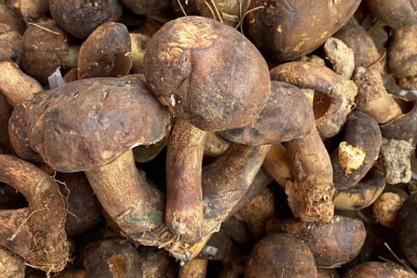 新鮮牛肝菌如何處理好，怎么判斷牛肝菌熟沒熟