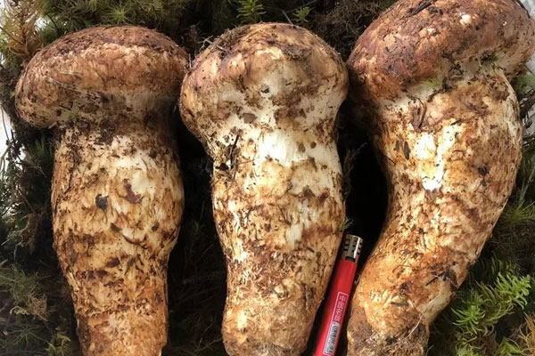 吃中藥可以吃松茸嗎 吃中藥可以吃松茸嗎