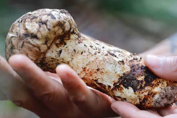 慢性腸炎可以吃松茸嗎，心血管堵塞可以喝松茸湯嗎