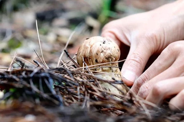 松茸對(duì)甲狀腺有好處嗎，松茸對(duì)糖尿病的好處