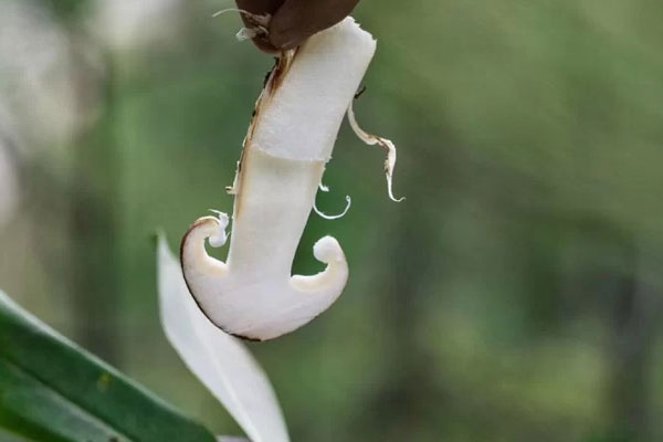 松茸對(duì)糖尿病有哪些好處 松茸對(duì)糖尿病有哪些好處