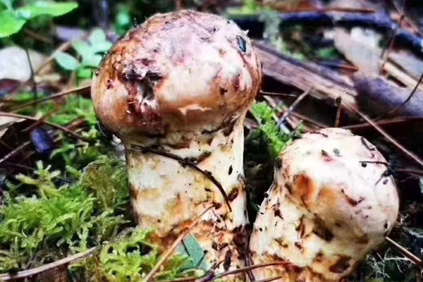 松茸對(duì)胃有什么好處，松茸的藥性與功效