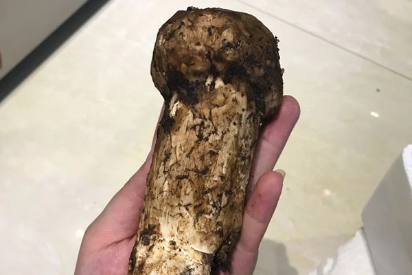 松茸有哪些藥性與功效 松茸有哪些藥性與功效