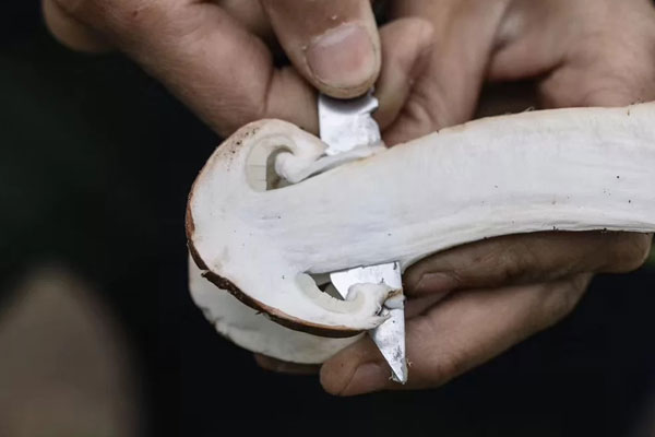 松茸是怎么抗腫瘤的呢 松茸是怎么抗腫瘤的呢