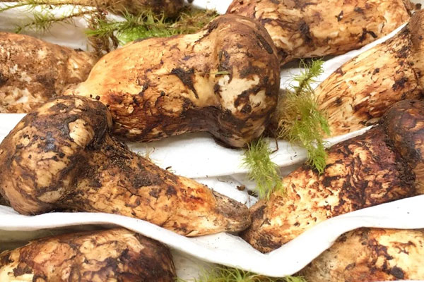 松茸對(duì)心臟有好處嗎，松茸對(duì)肝硬化有好處嗎