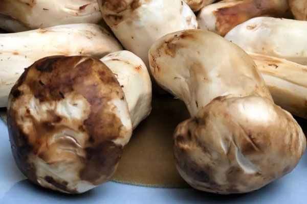 松茸對(duì)肝硬化好嗎 松茸對(duì)肝硬化好嗎