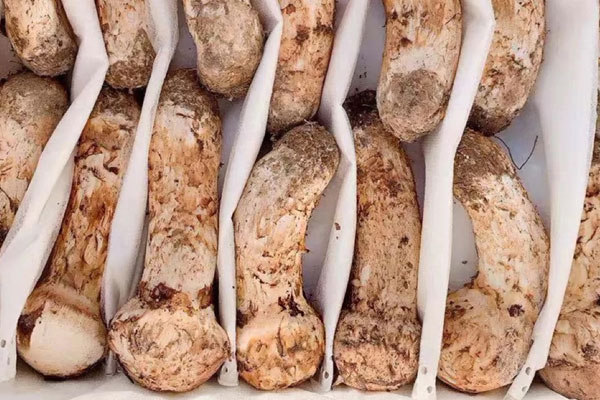 怎么吃松茸對(duì)心臟好 怎么吃松茸對(duì)心臟好