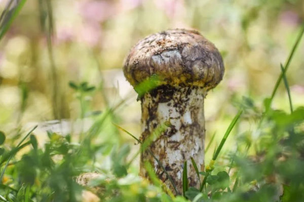 松茸吃多了會(huì)有什么反應(yīng)，松茸會(huì)引起皮膚過敏嗎