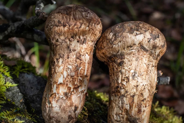 胃不好可以吃松茸嗎，吃松茸會(huì)引起便秘嗎