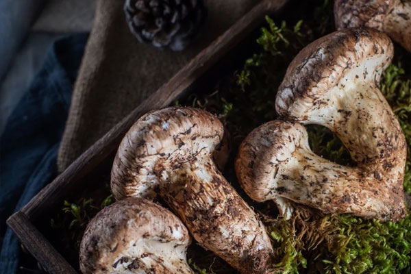 吃松茸會(huì)導(dǎo)致便秘嗎 吃松茸會(huì)導(dǎo)致便秘嗎