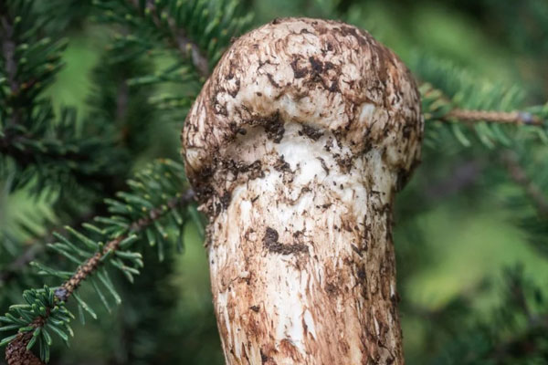 松茸對(duì)高血壓有好處嗎，肝硬化病人能吃松茸嗎