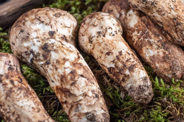 肝硬化患者可以吃松茸嗎 肝硬化患者可以吃松茸嗎