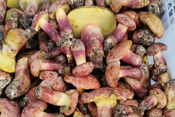 油炸牛肝菌有沒有營(yíng)養(yǎng) 油炸牛肝菌有沒有營(yíng)養(yǎng)