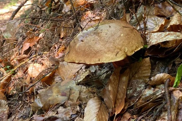 牛肝菌油冷吃還是加熱吃