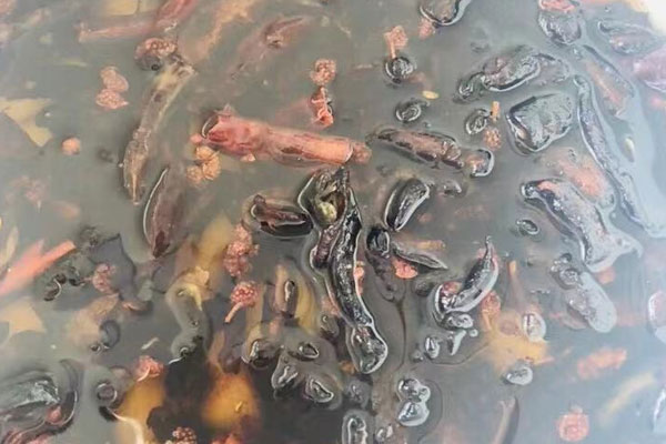 油炸過牛肝菌的油還能用嗎