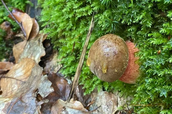 牛肝菌生長(zhǎng)周期是多久，牛肝菌一般長(zhǎng)在什么地方