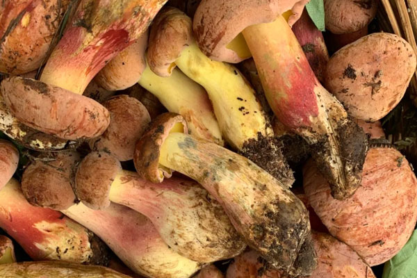 野生牛肝菌長在什么地方 野生牛肝菌長在什么地方