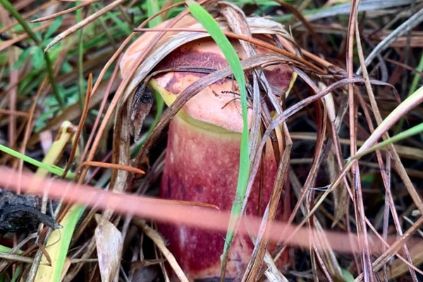 野生牛肝菌的四大功效作用 野生牛肝菌的四大功效作用