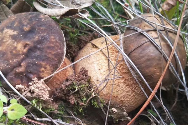 油浸牛肝菌怎么吃，牛肝菌油是什么做的