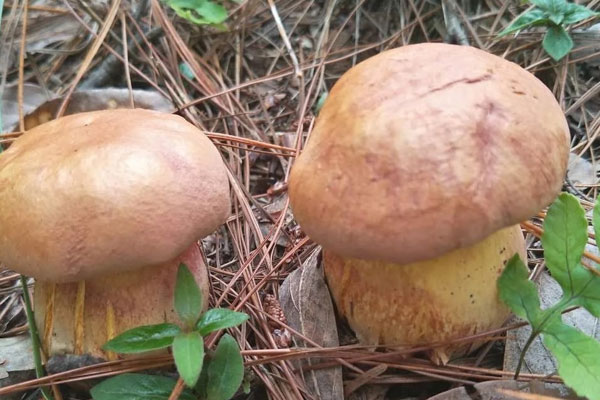牛肝菌什么季節(jié)生長(zhǎng)，牛肝菌是野生還是種植的