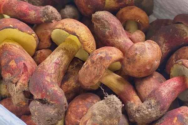 牛肝菌是栽培還是野生的 牛肝菌是栽培還是野生的