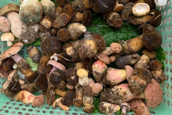 牛肝菌的食用禁忌 牛肝菌的食用禁忌