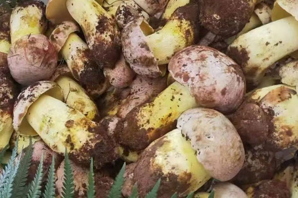 牛肝菌的子實(shí)體長在什么地方 牛肝菌的子實(shí)體長在什么地方