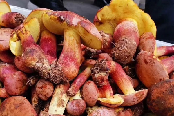 牛肝菌的適合人群 牛肝菌的適合人群