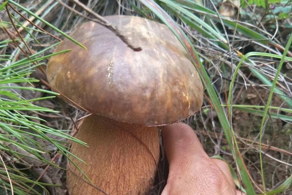 牛肝菌喜歡在什么環(huán)境下生長(zhǎng)，牛肝菌的子實(shí)體在哪